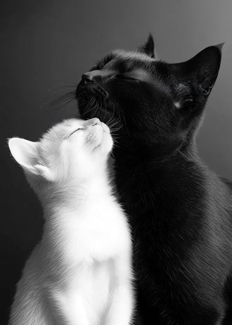 Cat Photography Modern Wall Art – Black and White Cats Nuzzling
