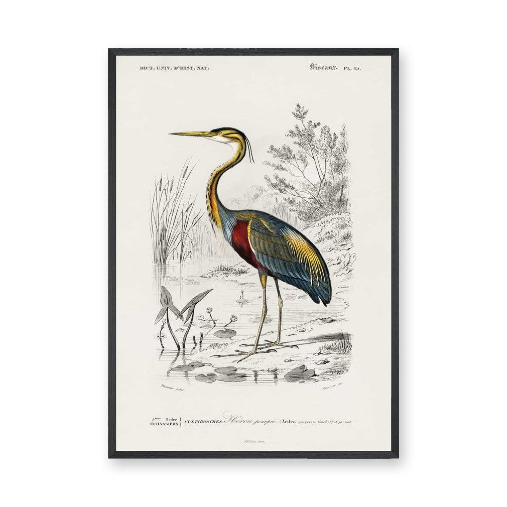 Purple Heron Vintage Wall Art – French Natural History Bird Illustration