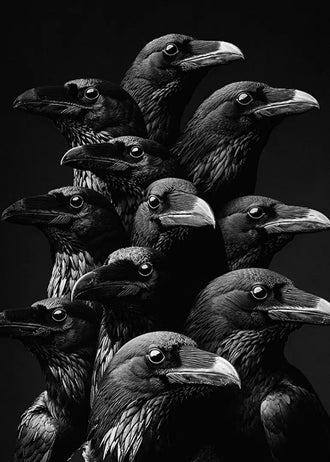 Raven Photography Modern Wall Art – Dramatic Black and White Bird Print