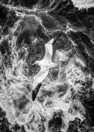 Seabird Ocean Coastal Wall Art – Black and White Wave Photography