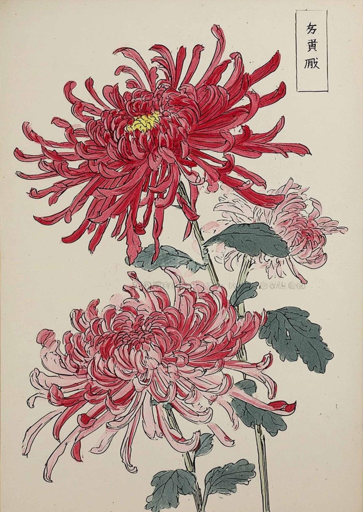 Japanese Chrysanthemum Wall Poster, Heritage Floral Print, Asian Botanical Poster, Red Chrysanthemums Artwork