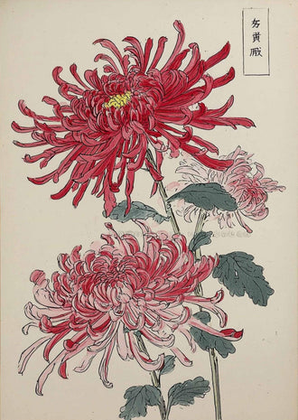 Japanese Chrysanthemum Wall Poster, Heritage Floral Print, Asian Botanical Poster, Red Chrysanthemums Artwork
