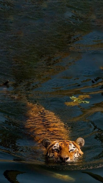 Swimming Tiger Aesthetic Home Wall Print Wall Poster