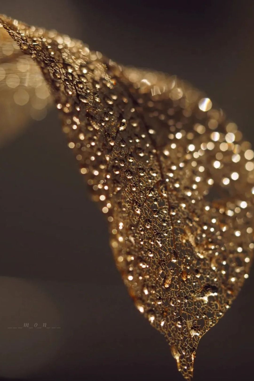 ___m_o_n___ Golden Leaf Aesthetic Home Art Décor Poster Print