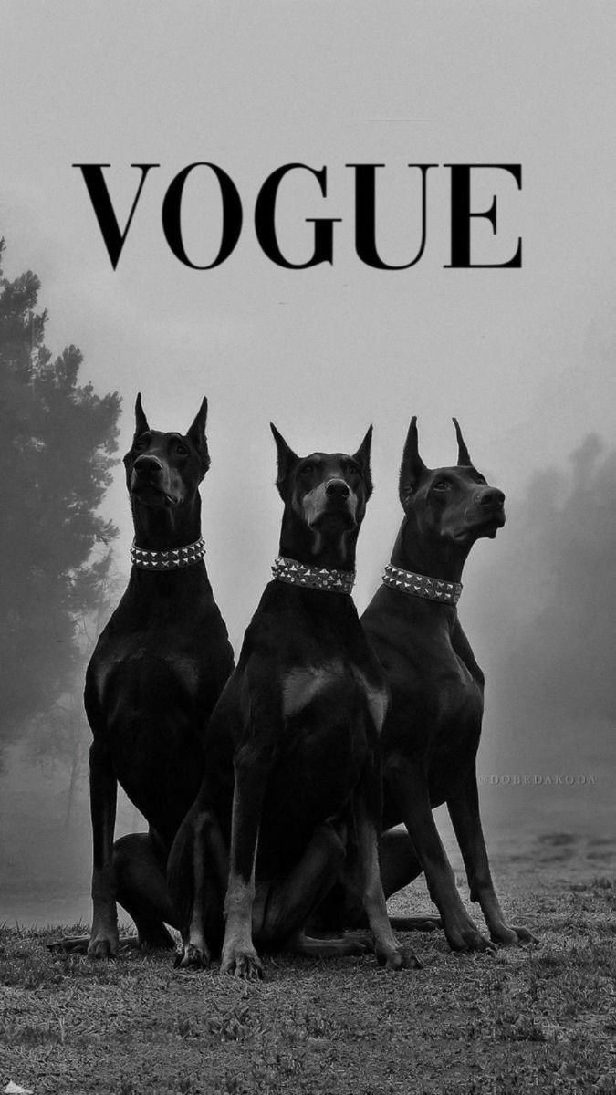 Vogue Doberman Wall Poster – Editorial Fashion Home Wall Poster of Three Dobermans