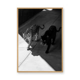 Big Cat Photography Modern Wall Art – Black and White Panther Jaguar Print