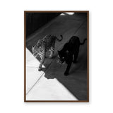 Big Cat Photography Modern Wall Art – Black and White Panther Jaguar Print