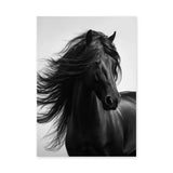 Black Horse Photography Modern Wall Art – Flowing Mane Portrait