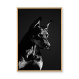 Doberman Portrait Modern Wall Art – Black-and-White Dog Photography