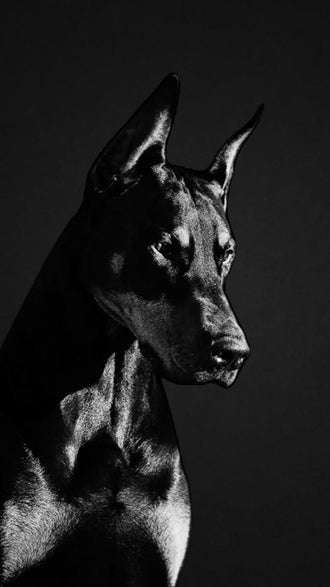 Doberman Portrait Modern Wall Art – Black-and-White Dog Photography
