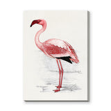 Pink Flamingo Vintage Wall Art – Natural History Bird Illustration