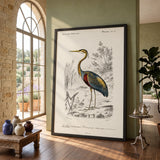Purple Heron Vintage Wall Art – French Natural History Bird Illustration