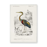 Purple Heron Vintage Wall Art – French Natural History Bird Illustration