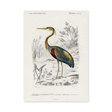Purple Heron Vintage Wall Art – French Natural History Bird Illustration