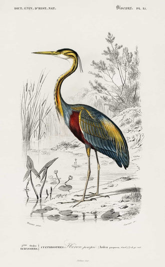 Purple Heron Vintage Wall Art – French Natural History Bird Illustration