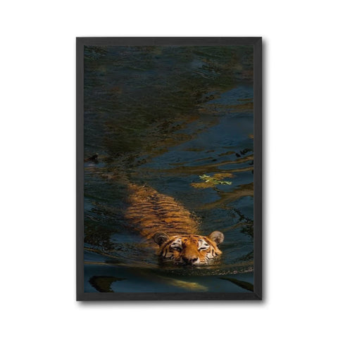 Swimming Tiger Aesthetic Home Wall Print Wall Poster