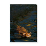 Swimming Tiger Modern Wall Art – Dramatic Dark Blue Water Photograph
