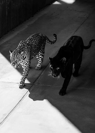 Wild Cat Photography Modern Wall Art – Black Panther and Jaguar Duo