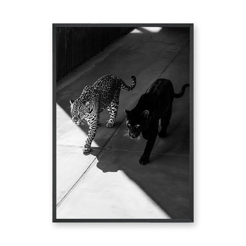 Wild Cat Photography Modern Wall Art – Black Panther and Jaguar Duo