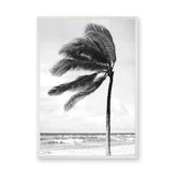 Windblown Palm Coastal Wall Art – Black and White Beach Photograph