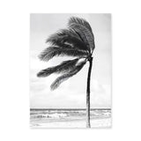 Windblown Palm Coastal Wall Art – Black and White Beach Photograph